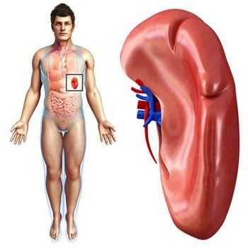 селезенка нормальные размеры по узи у взрослых