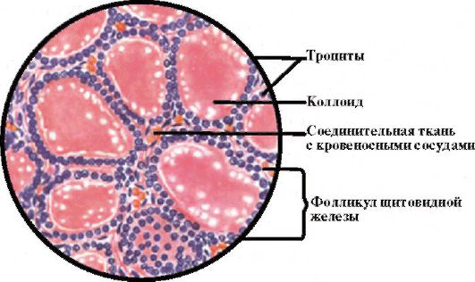 Рис. 3.2. Гистологическое строение щитовидной железы