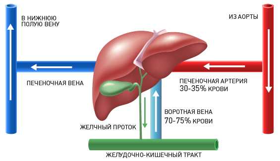 кровоснабжение печени