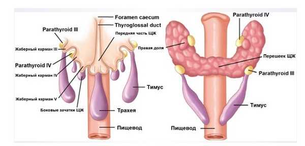 Анатомия области интереса
