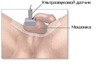 УЗИ яичек
