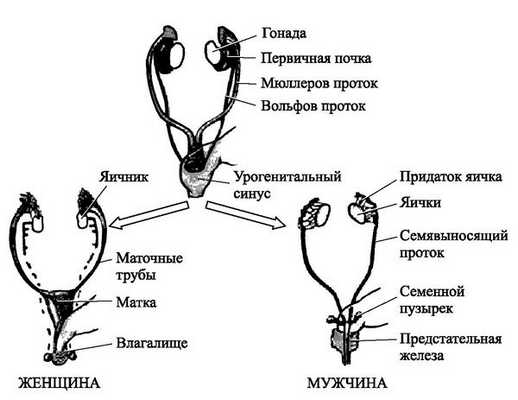 Эмбриональное развитие репродуктивной системы