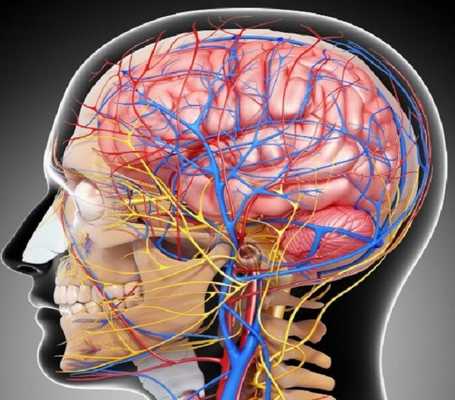  Сосуды шеи и головы (схематично)