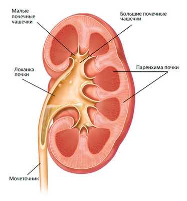 Степени гидронефроза