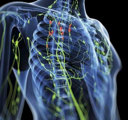 Лимфатическая система (схематично)