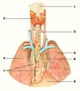 Тимус анатомия 2
