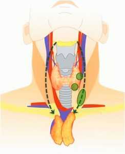 Миграция тимуса