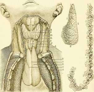 Тимус анатомия 3