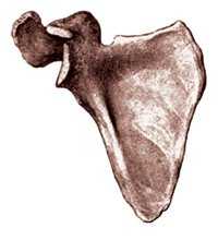 Лопатка, вид спереди