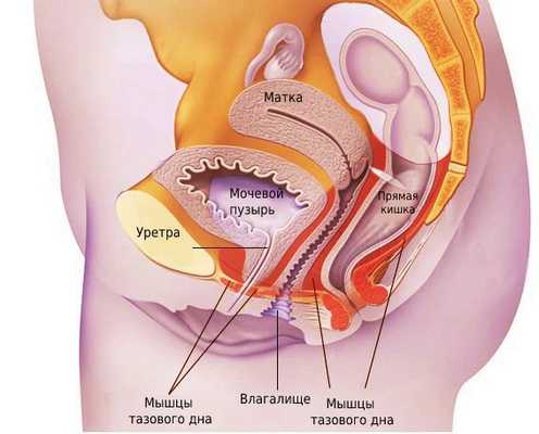 Анатомия тазового дна