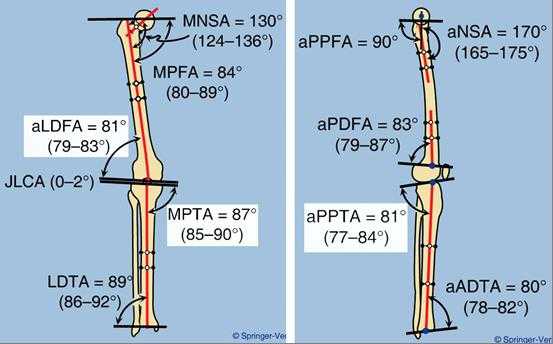 физиологические углы бедра и голени