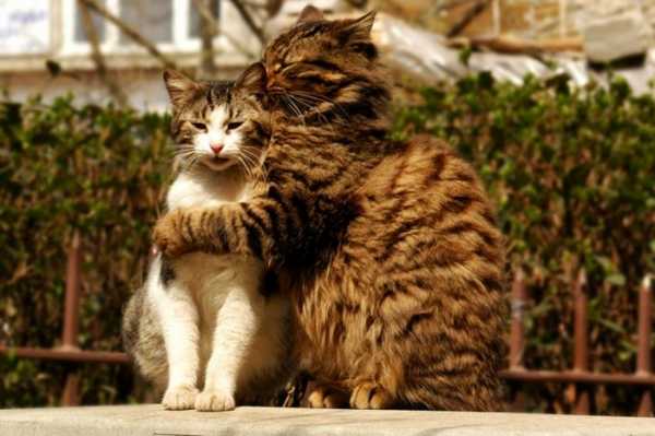 Язык любви: что означают прозвища в отношениях?