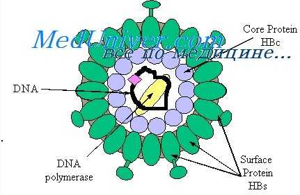 диагностика гепатита В