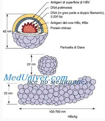 варианты HBsAg у гепатита В