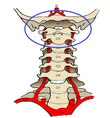 Анатомия краниовертебрального перехода