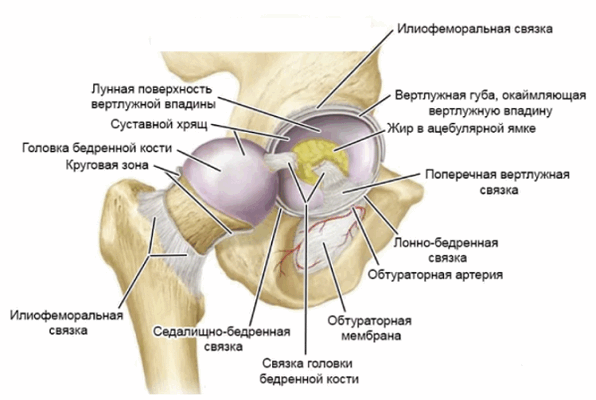 Анатомия тазобедренного сустава