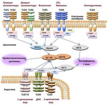 Активация воспалительных цитокинов и интерферона через Толл-подобные рецепторы