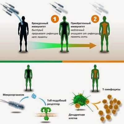 Доказательство значимости Toll-like рецепторов