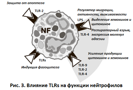 Влияние TLRs на функции нейтрофилов