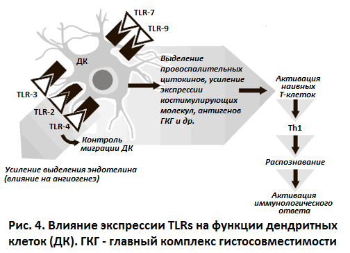 Влияние экспрессии TLRs на функции дендритных клеток