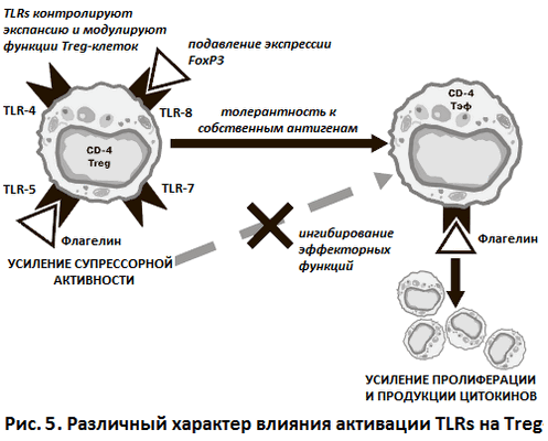 Различный характер влияния активации TLRs на Treg-клетки