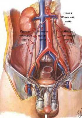 Кровоснабжение мочеполовой системы