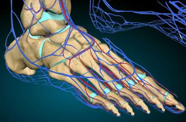 Анатомические особенности вен стопы