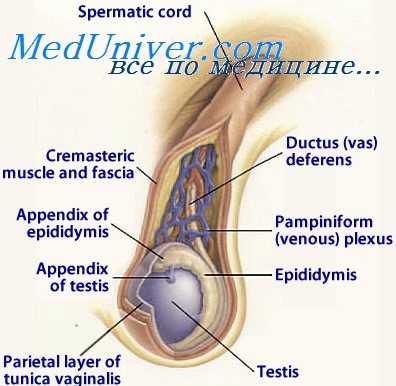 варикоцеле