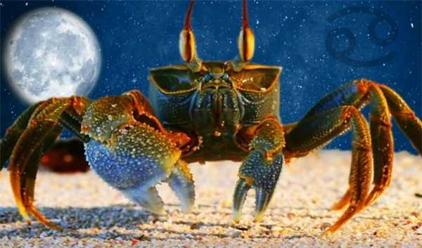 Рак хорошо совместим со знаками стихии Земли