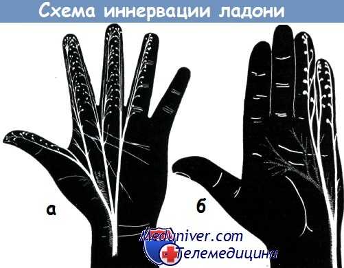 Схема иннервации кисти