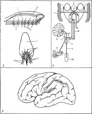 Рис. Структурно-функциональная организация вестибулярного анализатора