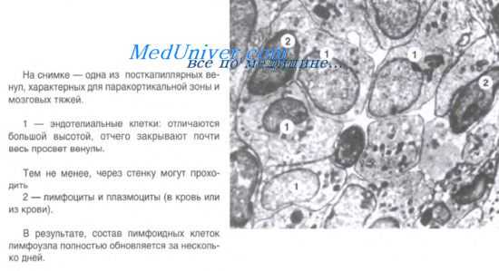 лимфгранулема