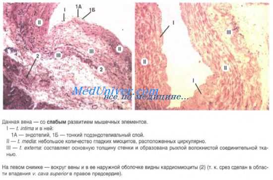 строение вен