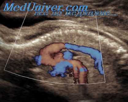 венозная циркуляция