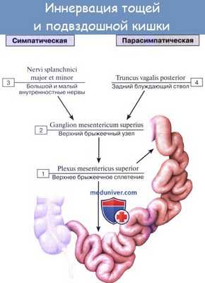 Схема иннервации двенадцатиперстной кишки и поджелудочной железы