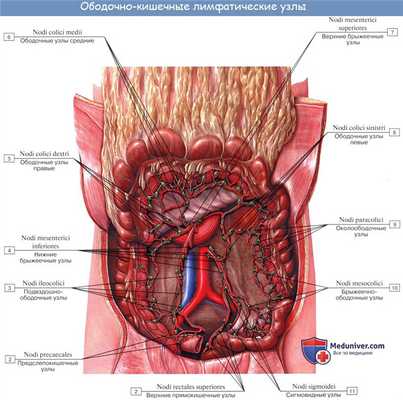 Анатомия человека: Лимфатические узлы кишечника
