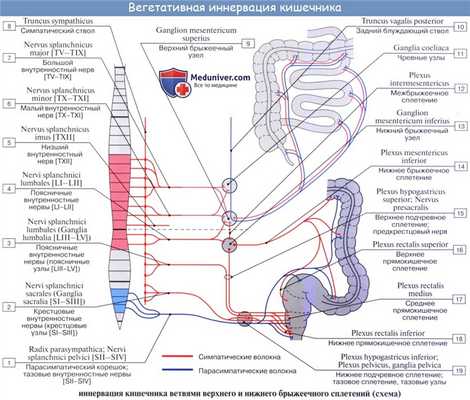 В статье по анатомии разбирается кровоснабжение и иннервация тонкой кишки