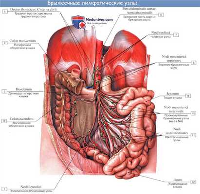 Анатомия человека: Лимфатические узлы кишечника