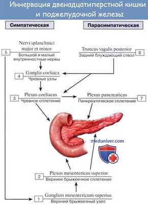 Схема иннервации двенадцатиперстной кишки и поджелудочной железы