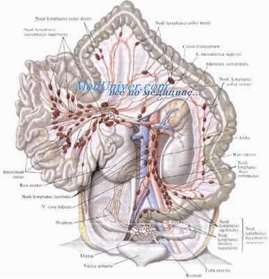 Венозный отток от тонкой кишки. Лимфатические сосуды тонкой кишки. Лимфатические узлы тонкой кишки