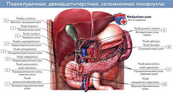 Анатомия человека: Лимфатические узлы кишечника