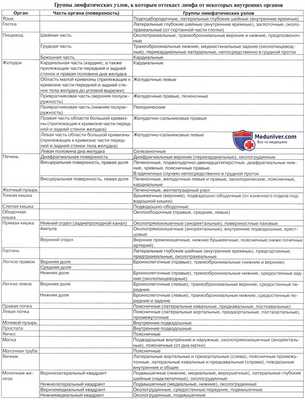 Анатомия человека: Лимфатические узлы кишечника