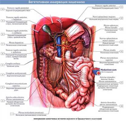 В статье по анатомии разбирается кровоснабжение и иннервация тонкой кишки