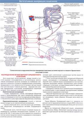 В статье по анатомии разбирается кровоснабжение и иннервация тонкой кишки