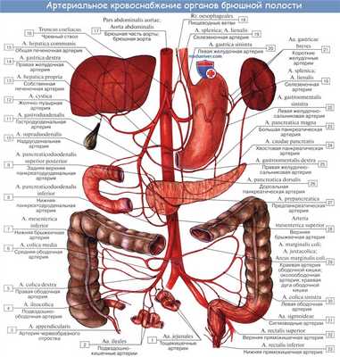 В статье по анатомии разбирается кровоснабжение и иннервация тонкой кишки