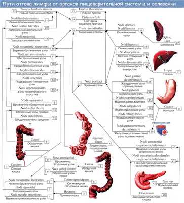 Анатомия человека: Лимфатические узлы кишечника