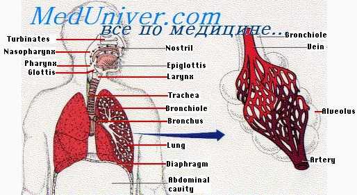 альвеолярная вентиляция