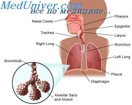 дыхательные движения