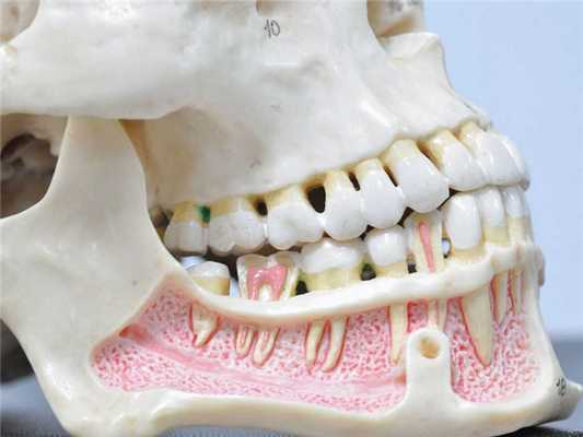 Анатомия верхней челюсти
