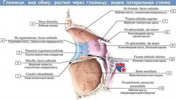 Анатомия: Глазница